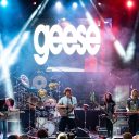 Geese