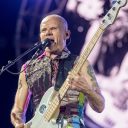 Flea