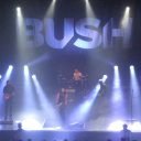 Bush
